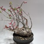 まん丸　フォークイエリア ファシクラータ 現地球　ボコ肌　超希少 発根済 Fouquieria fasciculata フォークイエリア・ファシクラータ 現地球