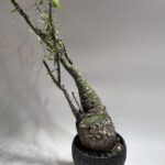 Fouquieria purpusii フォークイエリア・プルプシー 現地球 – Caudex