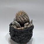 Copiapoa cinerea var.columna-alba コピアポア コルムナアルバ 孤竜丸